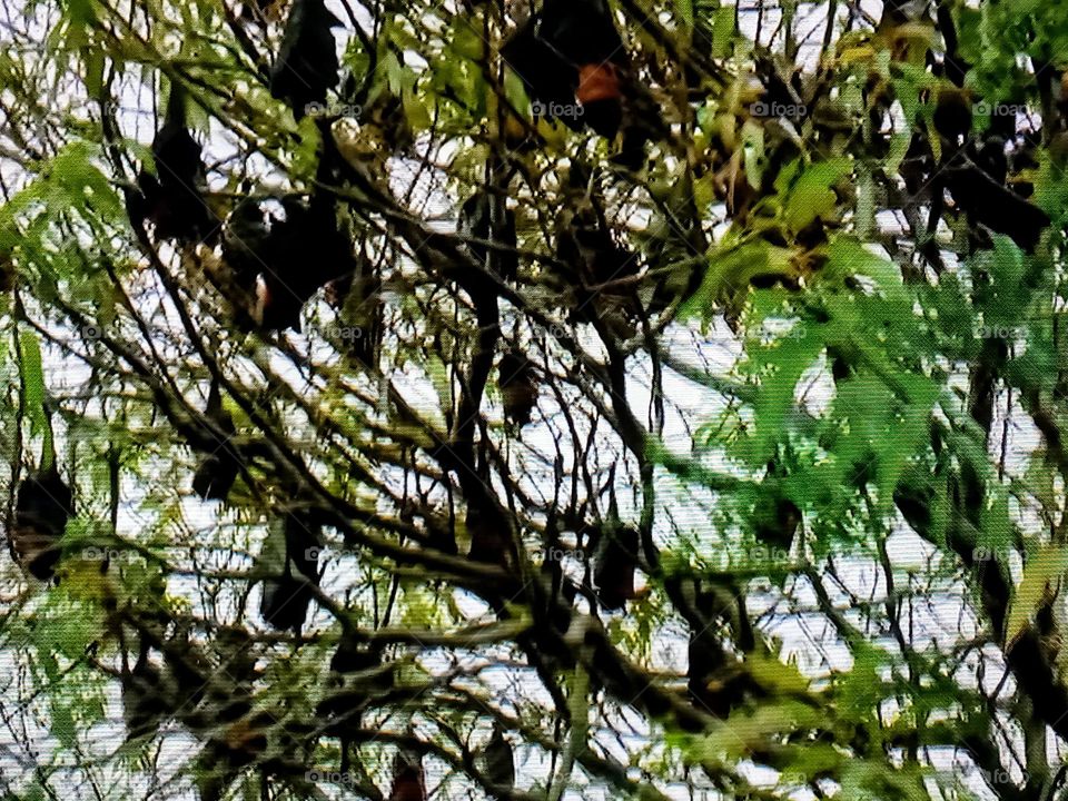birds on tree branch