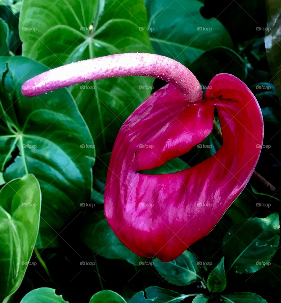 🇧🇷 Flores do Brasil: aqui, no Jardim Botânico de Jundiaí uma espécie de Lírio tipicamente local! / 🇺🇸 Flowers of Brazil: here, in the Jundiaí Botanical Garden, a kind of typical local Lily!