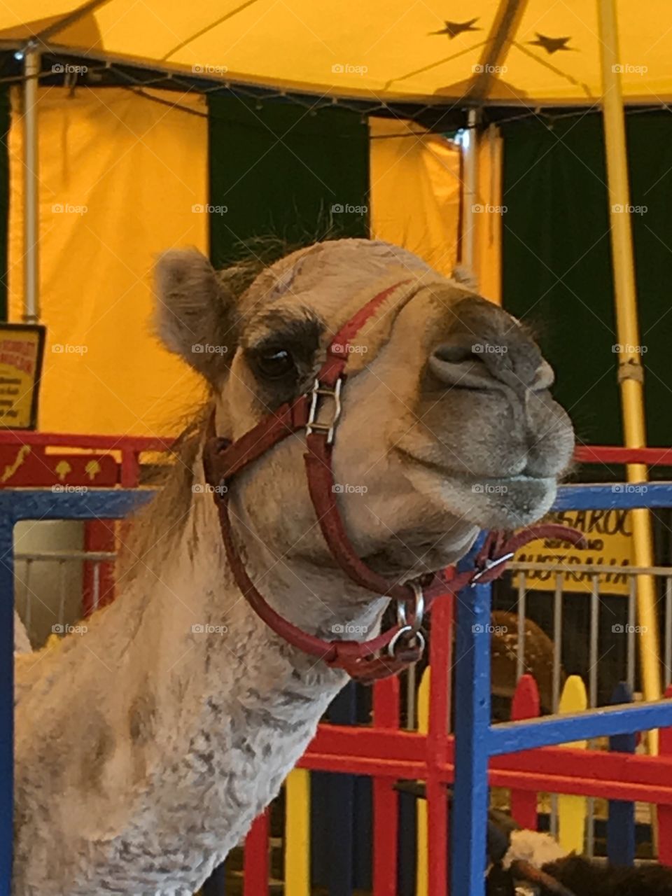 Camel
