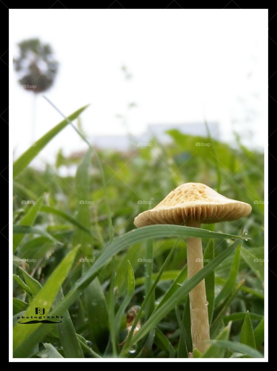 🍄 mushroom