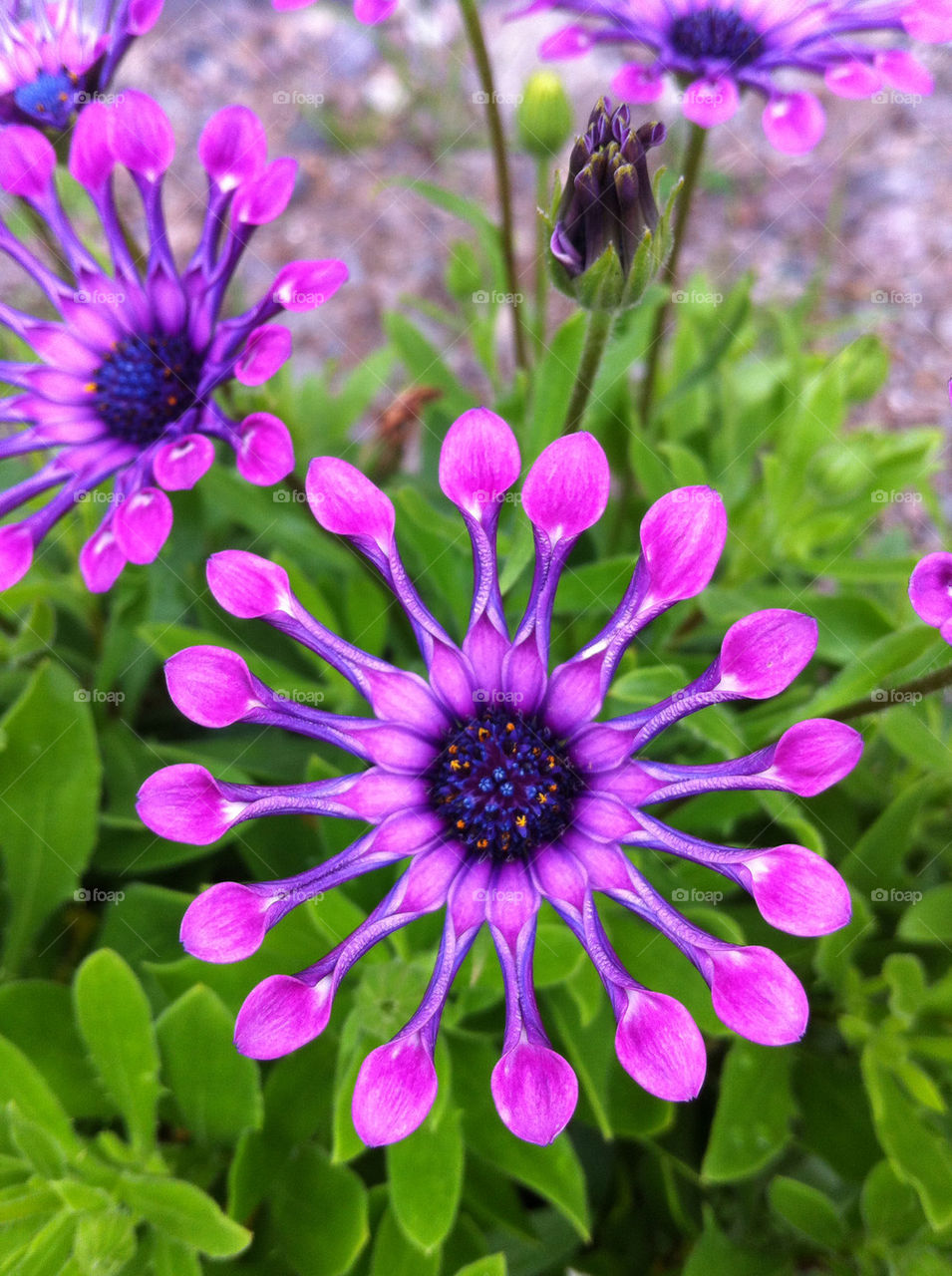 sweden nature flower summer by haq