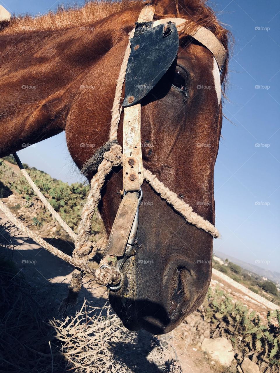 Beautiful horse looking at camera 