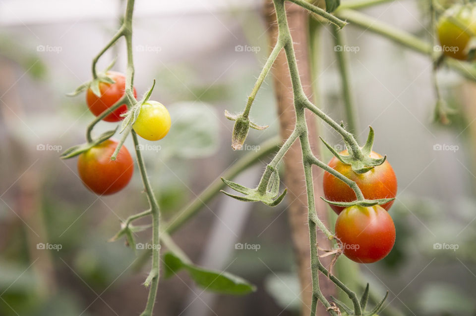 Cherry tomatoes in greenhouse