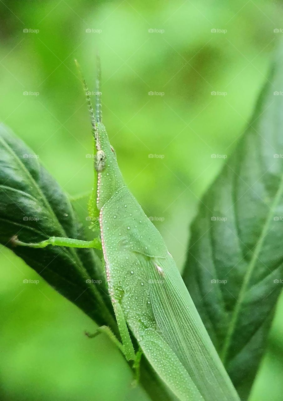 Oriental Long Headed Grasshopper (Chinese Grasshopper)