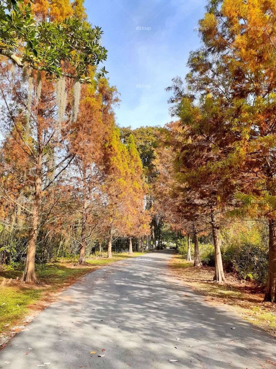 A beautiful shady treelined pathway at Secret Lake Park in Casselberry, Florida. I love to go here to take pictures, get exercise and be in nature.