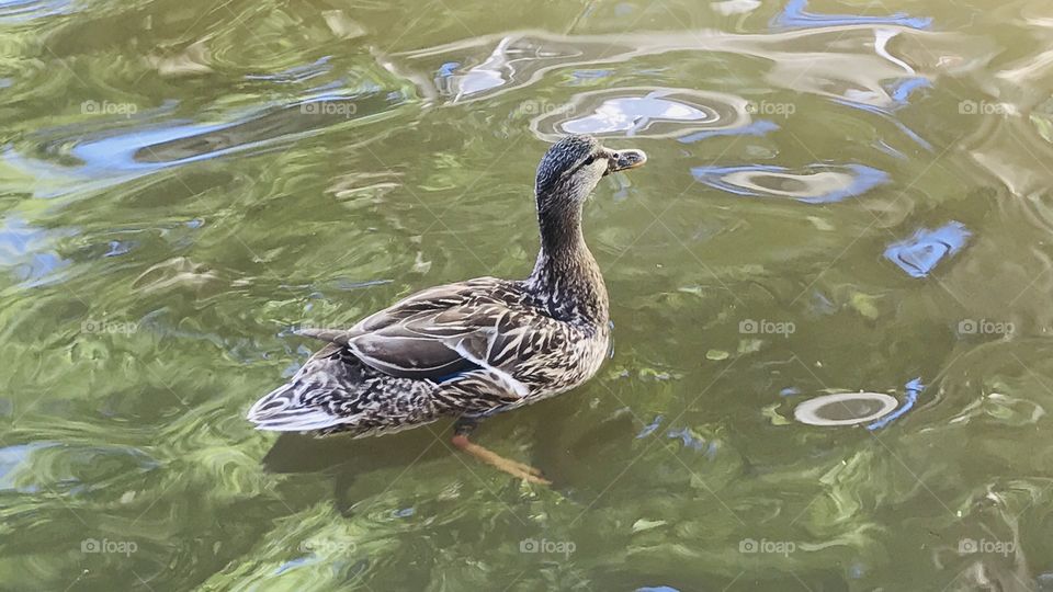 Gorgeous family of resident ducks out for a swim on the beautiful sunny day at the beach!