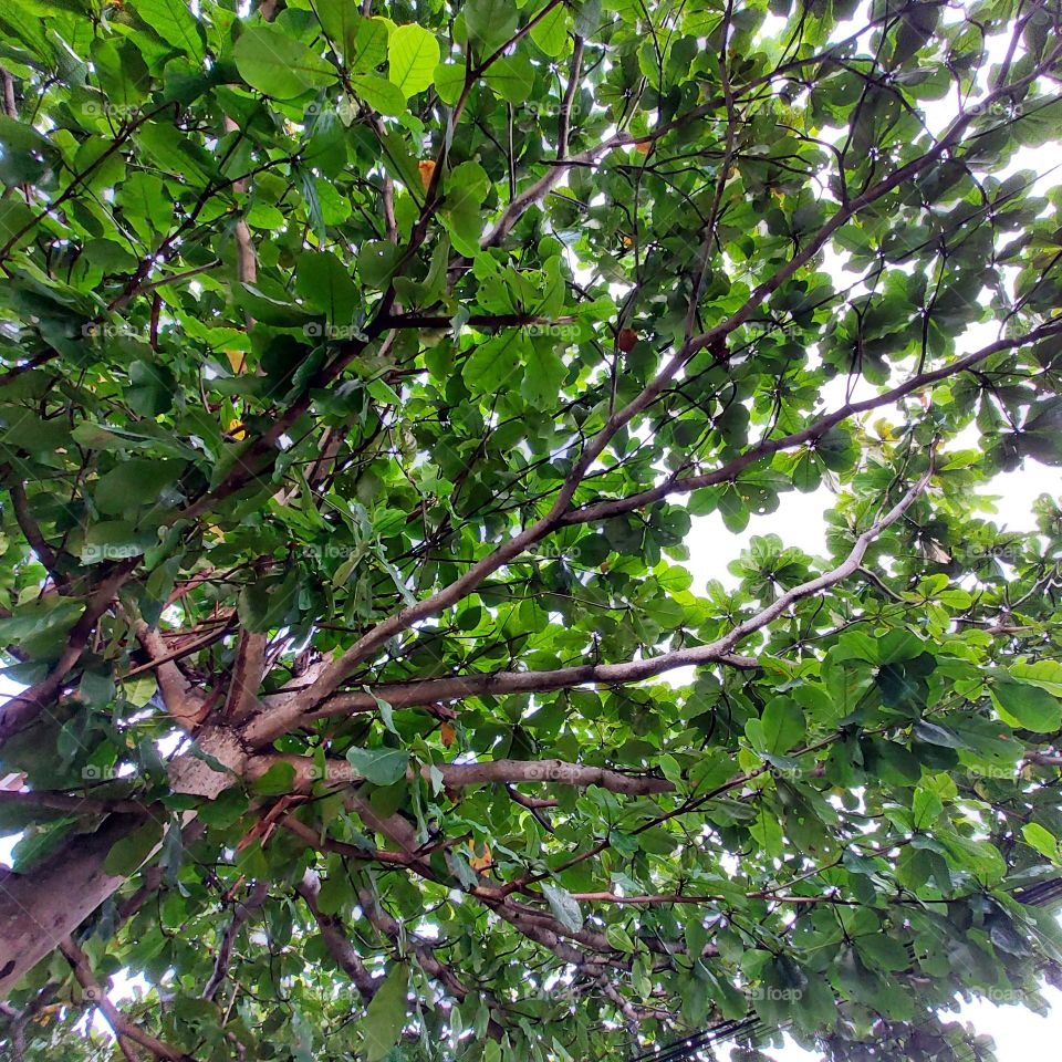 tree with dense green leaves