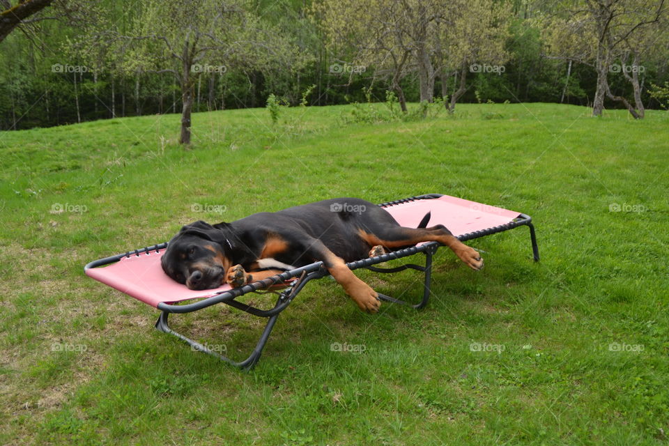 Relax dog