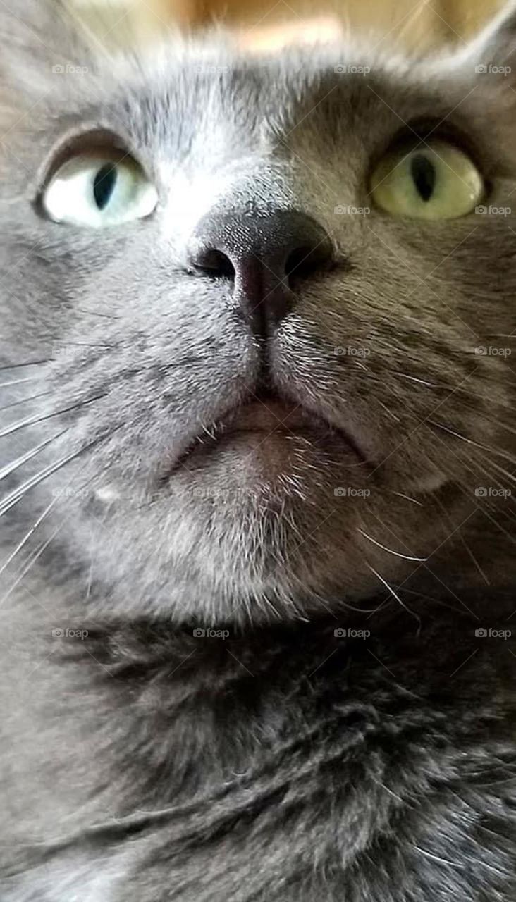 Meet Sage. He was the runt of the litter and is now the king of everyone. 