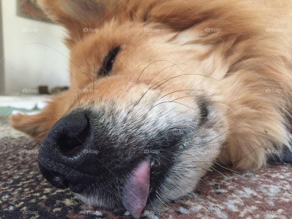Sleepy with tongue out 
