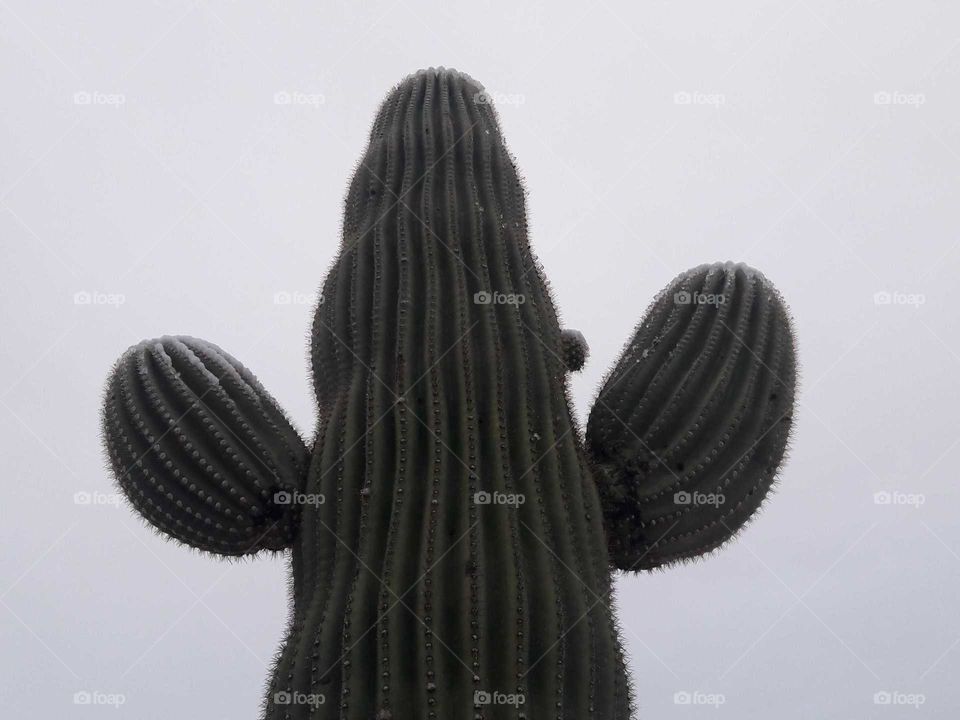 Snowy saguaro