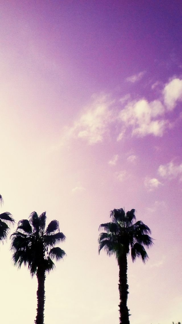 Palm