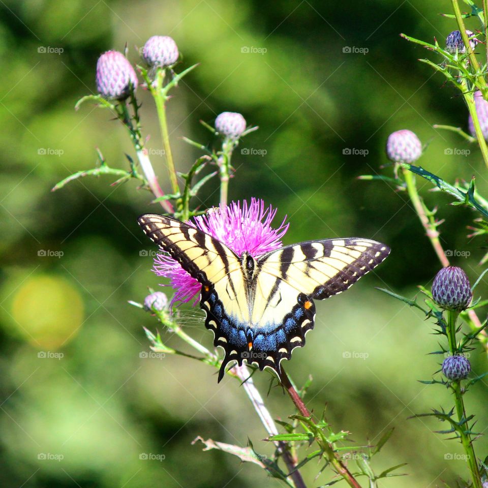 Tiger swallowtail butterfly enjoying the thistle blooms on a beautiful summer day