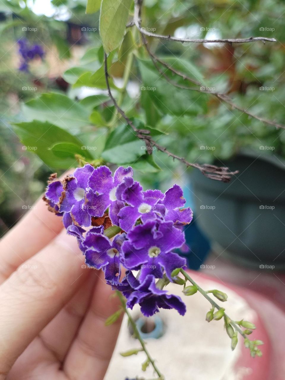 Duranta Erecta