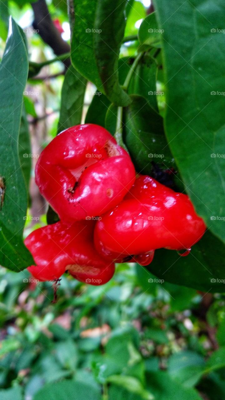 Red guava ready to be harvested