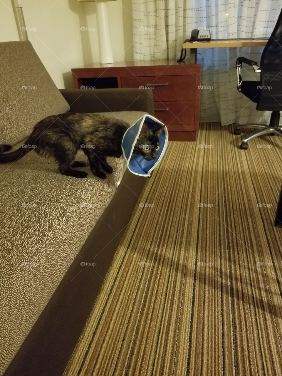 cat in the cone of shame