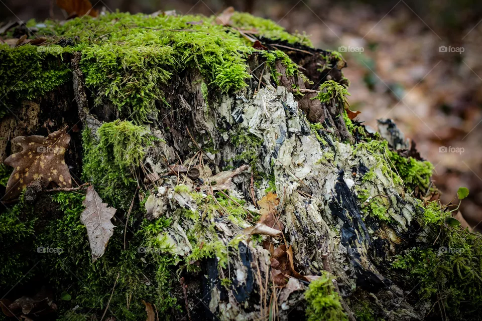 Natur