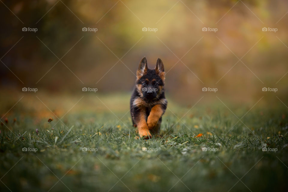 German Shepherd Puppy outdoor portrait