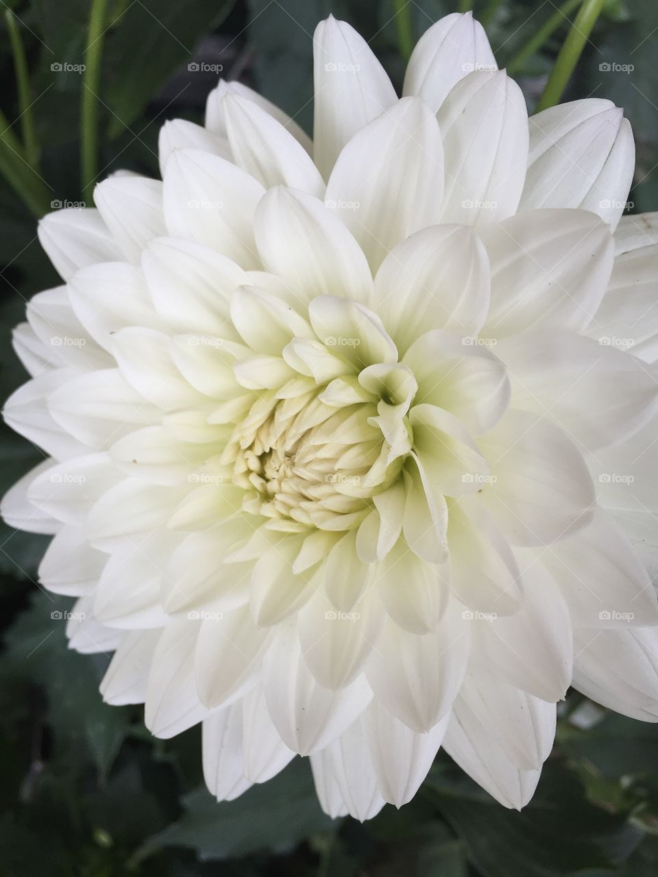 Close-up of white flower