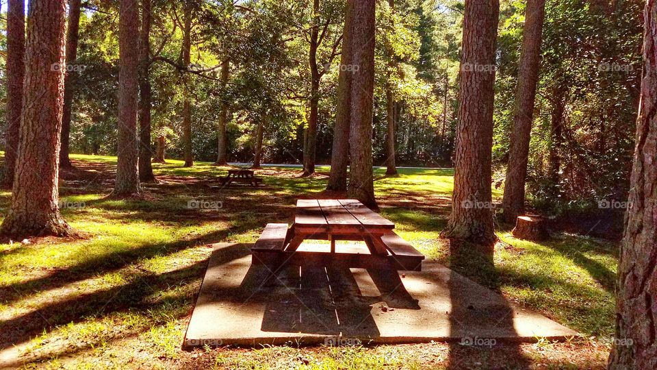 Picnic  Table in the woods