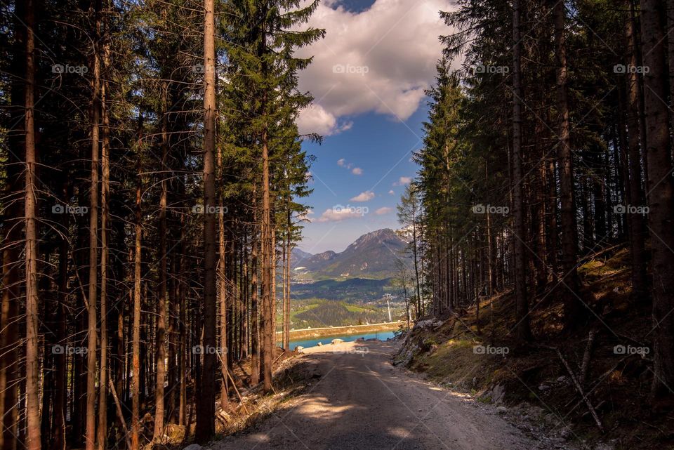 Alpen, magic view from inside of forest