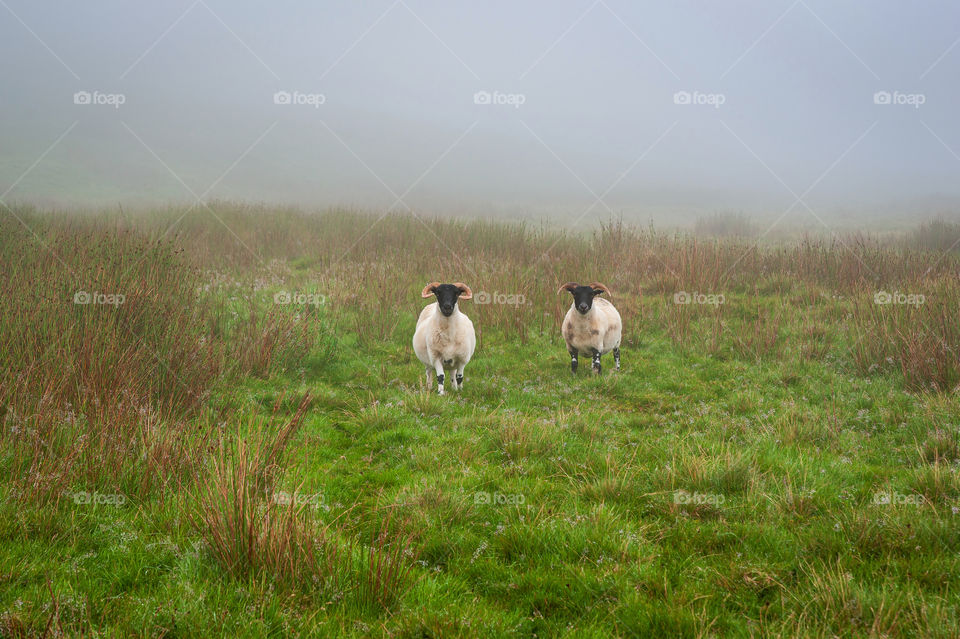 Two black headed sheep grazing on grassland during rainy and foggy day. Black face or dark-face lamb.