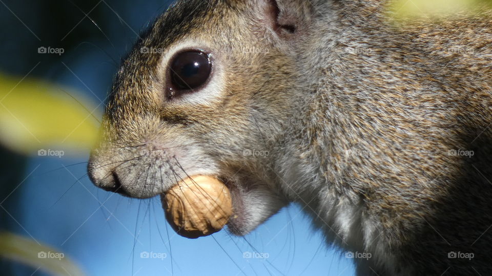 squirrel holding peanut in mouth with blue sky background