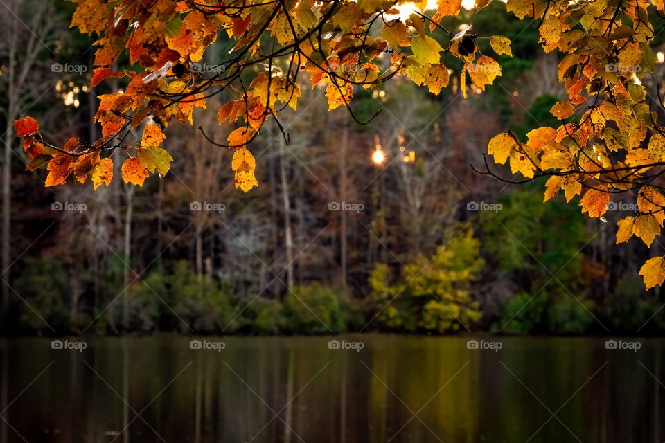 Autumn at the pond. Raleigh, North Carolina. 