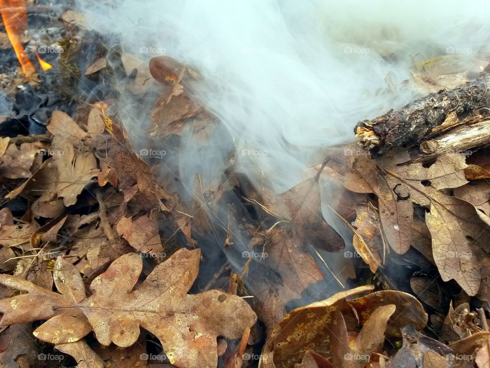 Smokey leaves