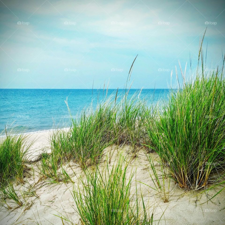 Seaside greenery