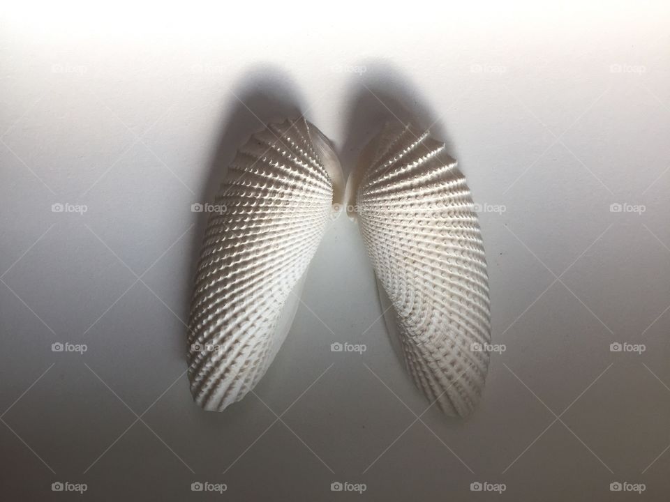 Angel wings sea shells from Sanibel Island