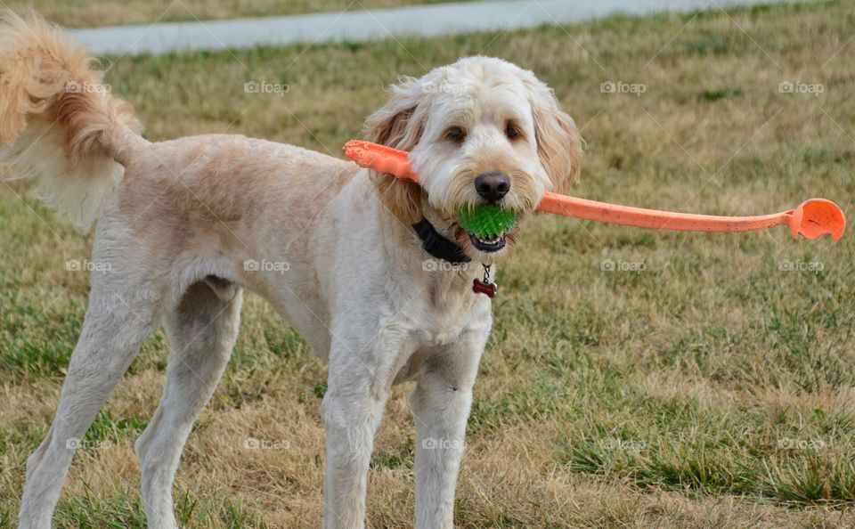 Goldendoodle with toys
