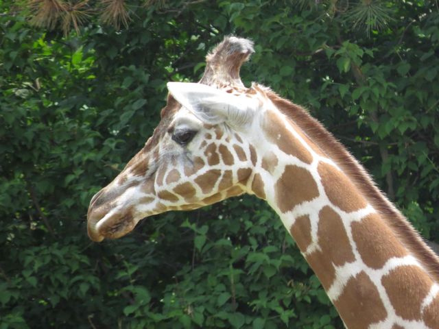 Just a happy giraffe at the Buffalo Zoo