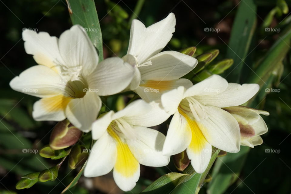 spring flowers