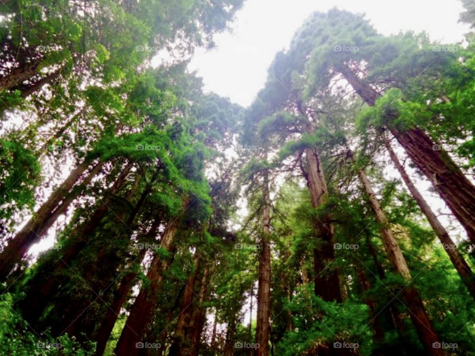 Giant Trees