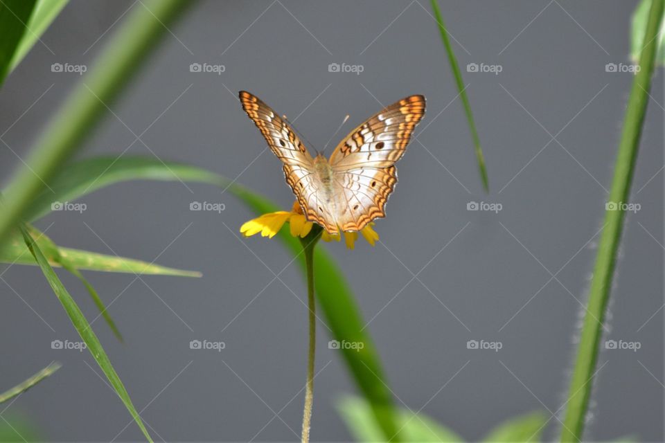Butterfly Landing Pad on Yellow Flower