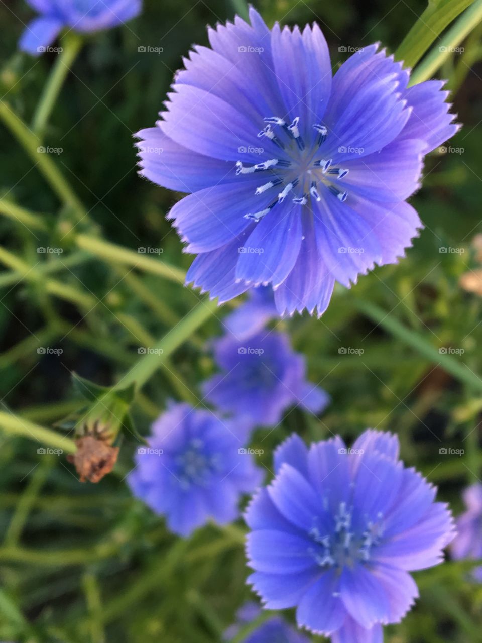 Some wonderful small purple flowers in my garden
