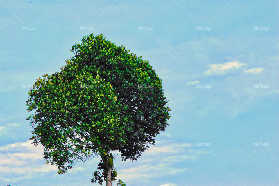 tall trees soaring above the blue in the sky