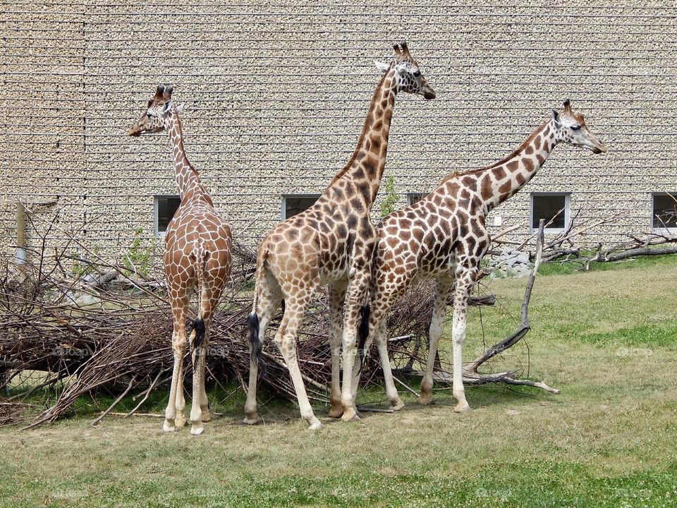 Giraffes in the Krakow zoo 