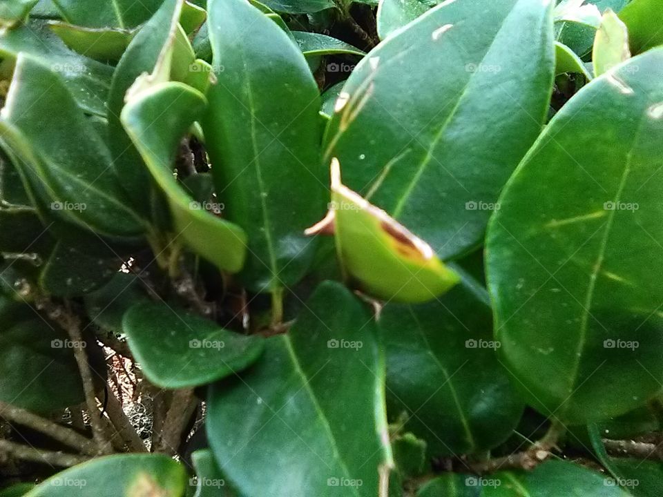 leafy hedge