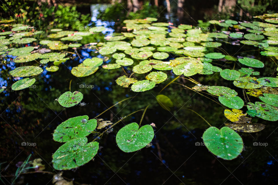 pond, water lilys