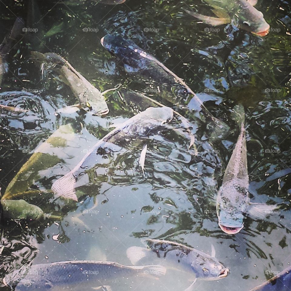Fish Swarming in a Pond