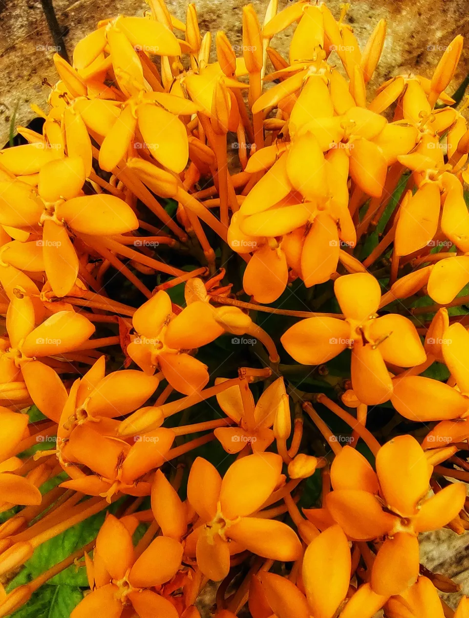the flowers