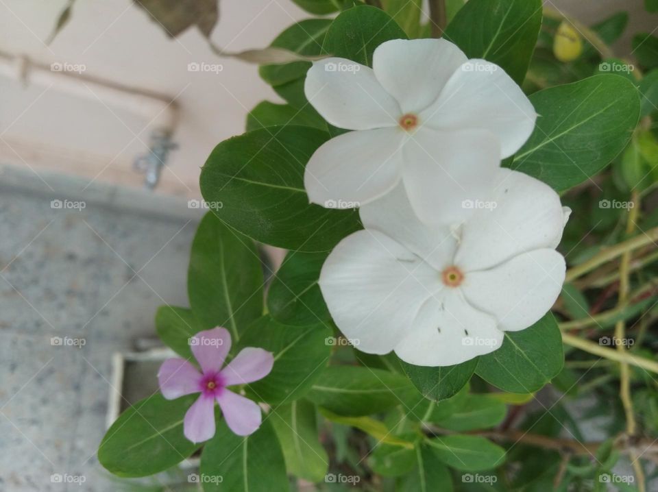 periwinkle white flower looks very beautiful generally found everywhere fresh seasonal