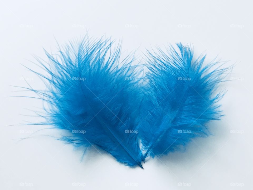 Feathers 