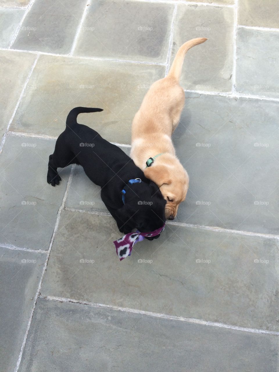 Two 7 week old labs playing outside!