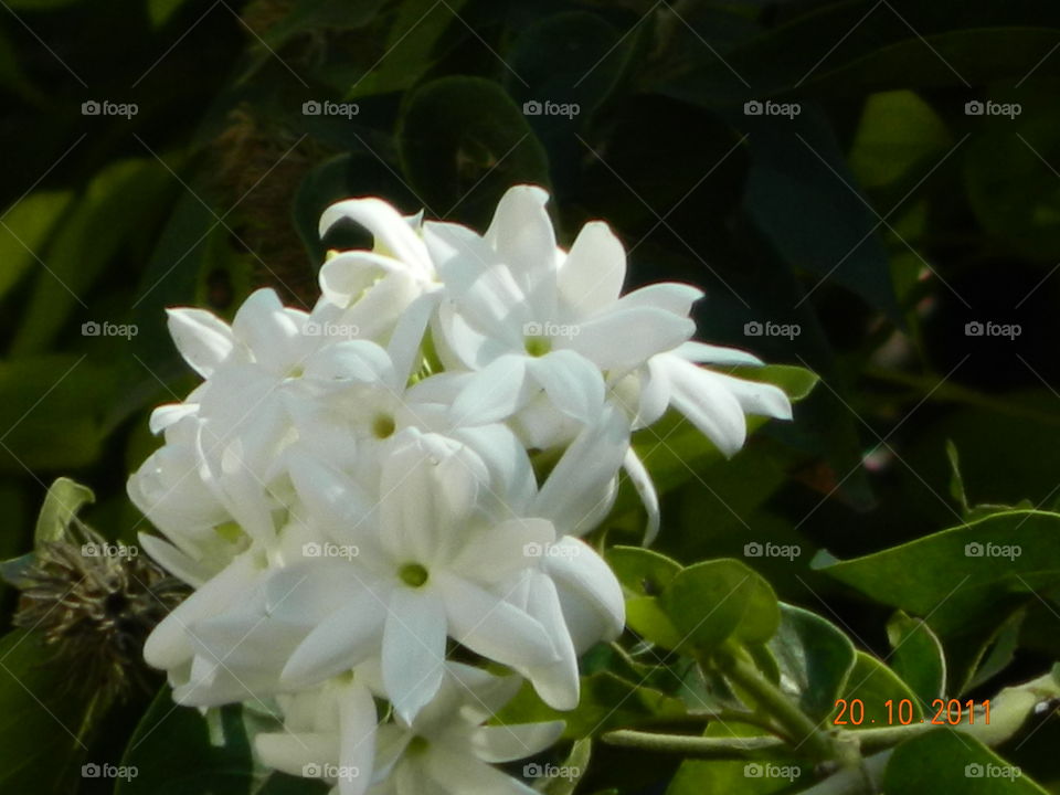 flowers white