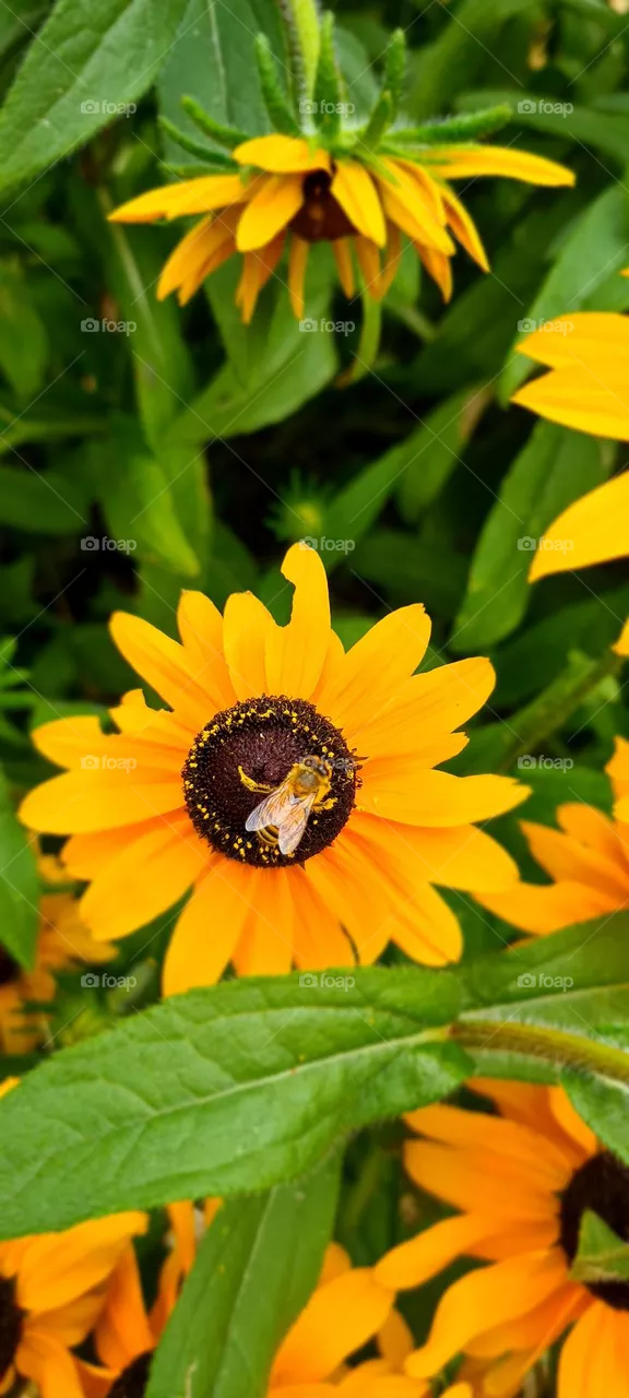bees love flowers