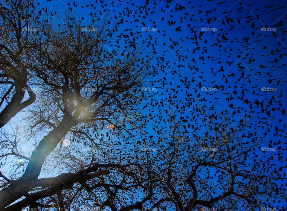 Birds flying out of a tree