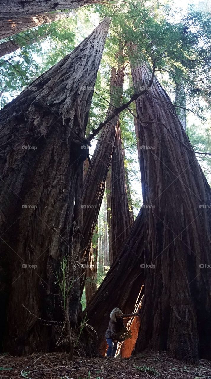 Redwood